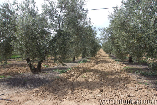 Imagen de un campo de olivos.