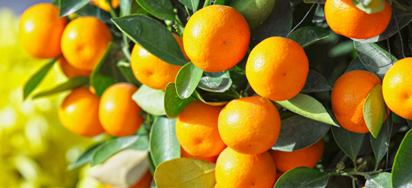 Imagen de un cultivo de naranjas.