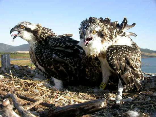Imagen de dos ejemplares de águila pescadora.