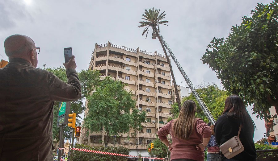 Talada La emblemática palmera de Quintero Báez será talada